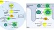 Revisiting reactive oxygen species production in hypoxia.