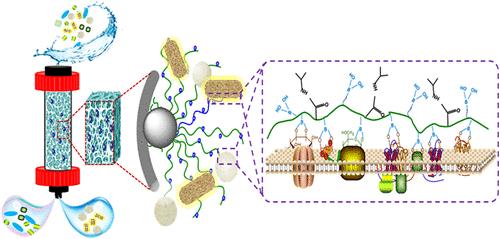 Cryogel with Modular and Clickable Building Blocks: Toward the Ultimate Ideal Macroporous Medium for Bacterial Separation