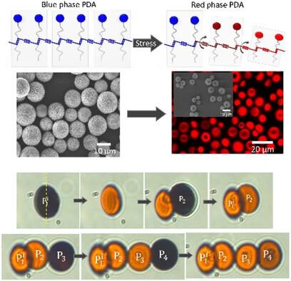 Optical Laser Tweezer‐Directed Single Particle Solvatochromism of Conjugated Polydiacetylene