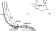 Changes in near-shore phytoplankton community and distribution, southwestern Caspian Sea