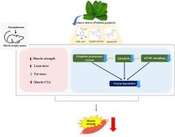 Guava leaf extract attenuated muscle proteolysis in dexamethasone induced muscle atrophic mice via ubiquitin proteasome system, mTOR-autophagy, and apoptosis pathway