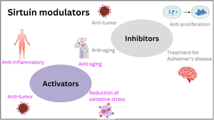 New sirtuin modulators: their uncovering, pharmacophore, and implications in drug discovery