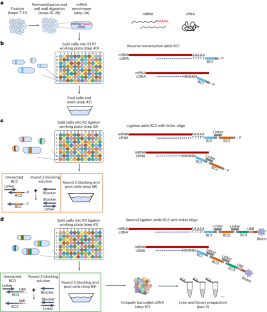 High-throughput single-cell transcriptomics of bacteria using combinatorial barcoding.