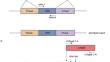 A rho-type GTPase activating protein affects the growth and development of Cordyceps cicadae.