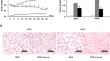 Chrysin stimulates UCP1-independent thermogenesis in 3T3-L1 adipocytes and mouse model