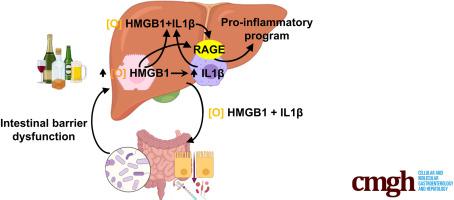 A Protein Complex of Liver Origin Activates a Pro-inflammatory Program That Drives Hepatic and Intestinal Injury in Alcohol-Associated Liver Disease