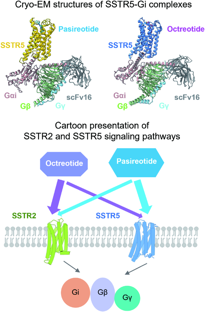 Structural insights into somatostatin receptor 5 bound with cyclic peptides.