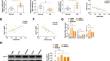 Long intergenic non-protein coding RNA 1436 accelerates cell proliferation, migration and adhesion properties of the MUM-2B cell line via microRNA-513a-5p/CUG Triplet repeat-binding protein 1 axis to activate the phosphatidylinositol 3-kinase/Akt signaling pathway