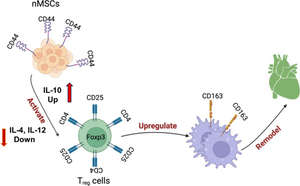 Neonatal Cardiac Mesenchymal Stromal Cells Promote Recovery of Infarcted Myocardium through CD44 Mediated FoxP3<sup>+</sup> T-Regulatory Cells after Vascular Infusion.