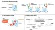 The Function of Like Heterochromatin Protein 1 (LHP1) as an Epigenetic Regulator of Plant Development