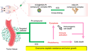 Development of a Pt(II) compound based on indocyanine green@human serum albumin nanoparticles: integrating phototherapy, chemotherapy and immunotherapy to overcome tumor cisplatin resistance