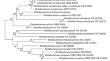 Assessment of certain plant extracts for controlling potato tuber soft rot disease caused by Pectobacterium carotovorum subsp. carotovorum