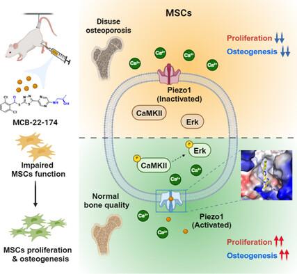 A Novel Piezo1 Agonist Promoting Mesenchymal Stem Cell Proliferation and Osteogenesis to Attenuate Disuse Osteoporosis