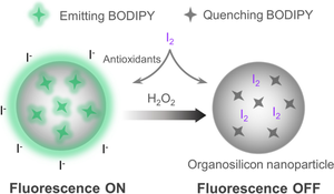 Heavy atom-induced quenching of fluorescent organosilicon nanoparticles for iodide sensing and total antioxidant capacity assessment.