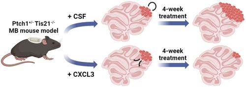 Intracerebellar administration of the chemokine Cxcl3 reduces the volume of medulloblastoma lesions at an advanced stage by promoting the migration and differentiation of preneoplastic precursor cells.