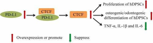 Overexpression of programmed cell death ligand 1 reduces LPS-induced inflammatory cytokine upregulation and enhances osteo/odontogenic-differentiation of human dental pulp stem cells via upregulation of CCCTC-binding factor