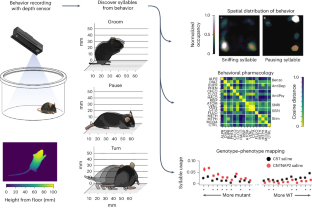 Characterizing the structure of mouse behavior using Motion Sequencing.