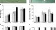 Development of scaffold-free tissue-engineered constructs derived from mesenchymal stem cells with serum-free media for cartilage repair and long-term preservation