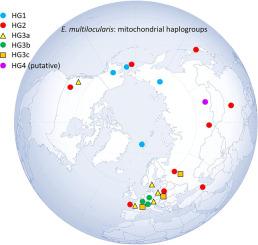 Challenging the phylogenetic relationships among Echinococcus multilocularis isolates from main endemic areas