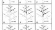 Determination of tolerance to Erwinia amylovora of intergeneric hybrid genus: Cydomalus