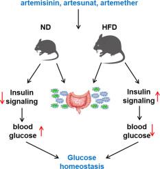 Artemisinin and its derivatives modulate glucose homeostasis and gut microbiota remodeling in a nutritional context