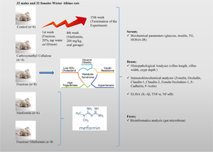 Investigation of the relationship between inflammation and microbiota in the intestinal tissue of female and male rats fed with fructose: Modulatory role of metformin.