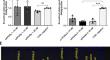 Sex hormone binding globulin (SHBG) modulates mitochondrial dynamics in PPARγ-depleted equine adipose derived stromal cells.