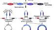 Engineering circular RNA for molecular and metabolic reprogramming