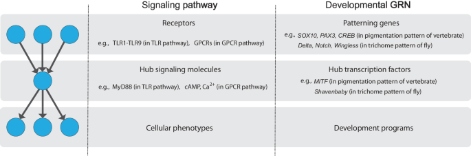 Revisiting the evolution of bow-tie architecture in signaling networks.