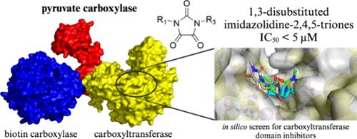 Synthesis and Evaluation of 1,3-Disubstituted Imidazolidine-2,4,5-triones as Inhibitors of Pyruvate Carboxylase