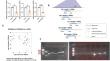 RUNX3 exerts tumor-suppressive role through inhibiting EXOSC4 expression