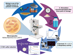 Evaluation of functional characteristics of Acidithiobacillus thiooxidans microencapsulated in gum arabic by spray-drying as biotechnological tool in the mining industry.