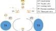 Study on Liquid Climbing Behavior During Filling Process in Tank Models Aboard the Chinese Space Station