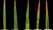 Insights into the influence of partial disease resistance components on host preference of Bipolaris sorokiniana in wheat