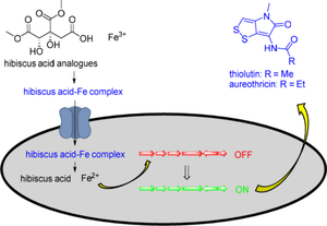 Hibiscus acid and hydroxycitric acid dimethyl esters from Hibiscus flowers induce production of dithiolopyrrolone antibiotics by Streptomyces Strain MBN2-2