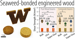 Adhesion in thermomechanically processed seaweed-lignocellulosic composite materials