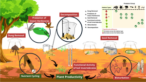 Invertebrate-Mediated Ecosystem Processes are Resilient to Disturbance Across a Land-Use Gradient in Borneo