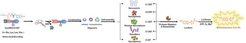 Amino-Acid-Encoded Supramolecular Nanostructures for Persistent Bioluminescence Imaging of Tumor.