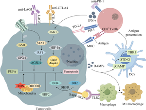 The Mutual Regulatory Role of Ferroptosis and Immunotherapy in Anti-tumor Therapy