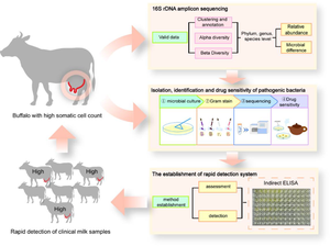 Revealing microbial diversity in buffalo milk with high somatic cell counts: implications for mastitis diagnosis and treatment.