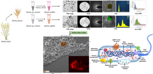 Harnessing barley grains for green synthesis of gold and silver nanoparticles with antibacterial potential.