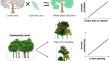 The role of tree crown on the performance of trees at individual and community levels: whole-phenotypic context matters