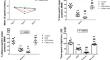 The Possible Neuroprotective Effect of Caffeic Acid on Cognitive Changes and Anxiety-Like Behavior Occurring in Young Rats Fed on High-Fat Diet and Exposed to Chronic Stress: Role of β-Catenin/GSK-3B Pathway