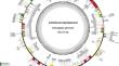 Comparative analysis of the complete chloroplast genome of endemic Colchicum baytopiorum CD. BRICKELL