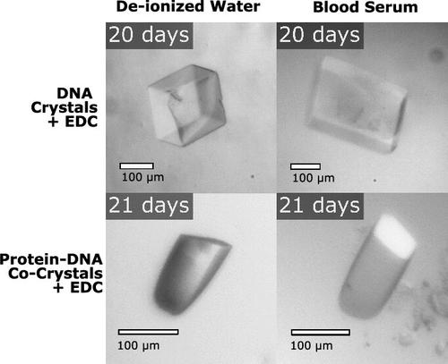 Tuning Chemical DNA Ligation within DNA Crystals and Protein–DNA Cocrystals