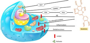 Neuroprotective role of nobiletin against amyloid-β (Aβ) aggregation in Parkinson and Alzheimer disease as neurodegenerative diseases of brain