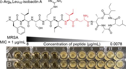 Investigation of Isobactin Analogues of Teixobactin
