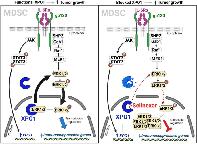 Exportin 1 governs the immunosuppressive functions of myeloid-derived suppressor cells in tumors through ERK1/2 nuclear export