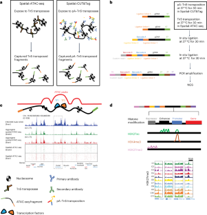 Spatially resolved epigenome sequencing via Tn5 transposition and deterministic DNA barcoding in tissue.