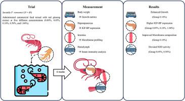 The effects of Panax ginseng on growth enhancement, innate immunity, and microbiome profiling in Penaeus vannamei